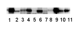 RbcL western blot